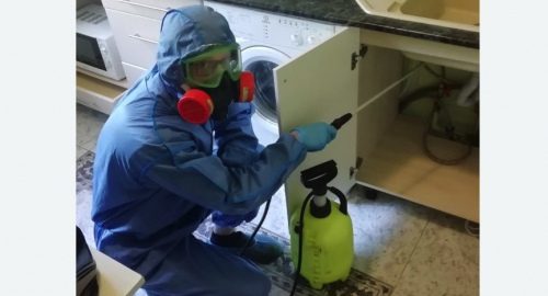 Уничтожение муравьев в квартире. Бодайбо