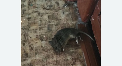 Дезинфекция от мышей в Бодайбо