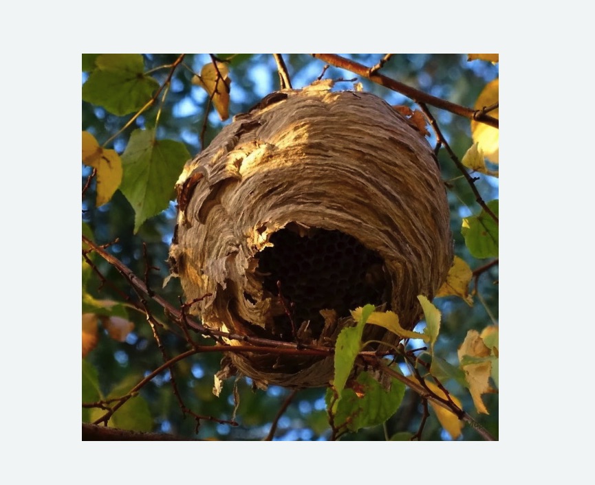 Обработка от шершней в Бодайбо