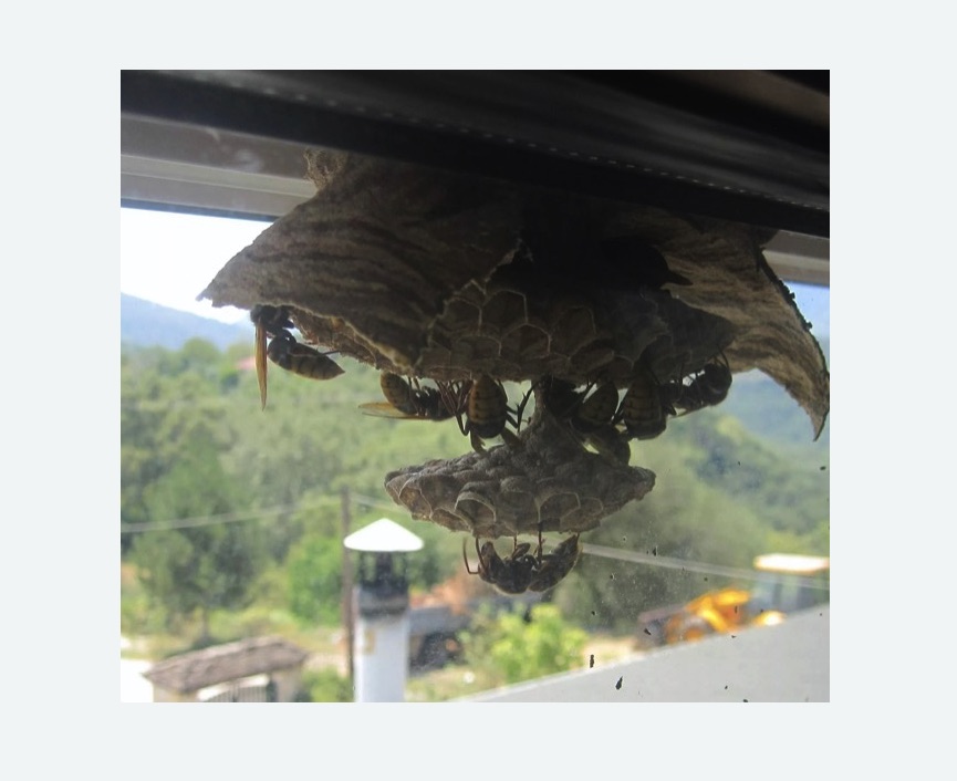 Уничтожение гнёзд шершней в Бодайбо