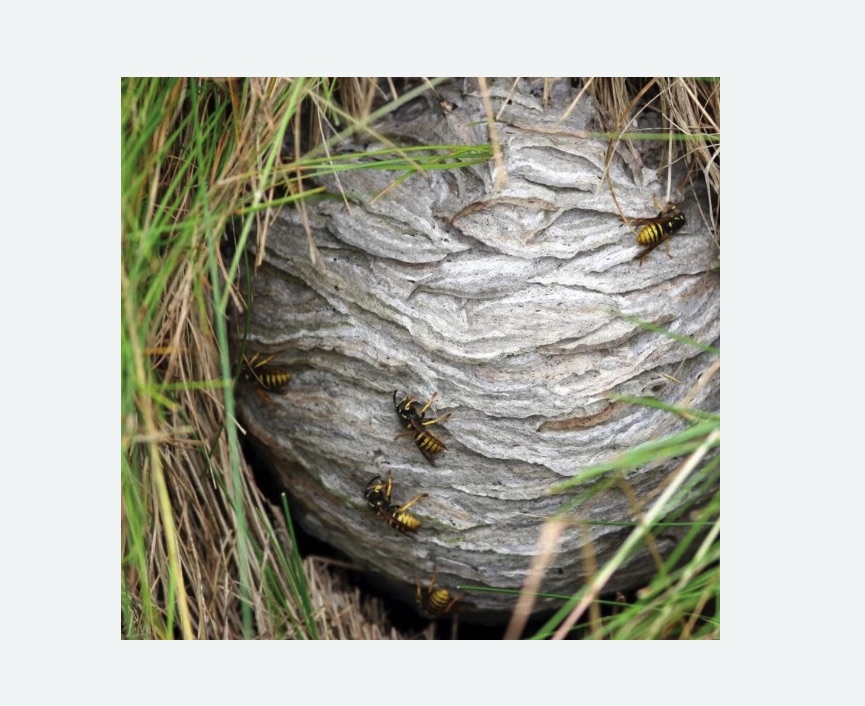 Уничтожение ос и ульев в Бодайбо